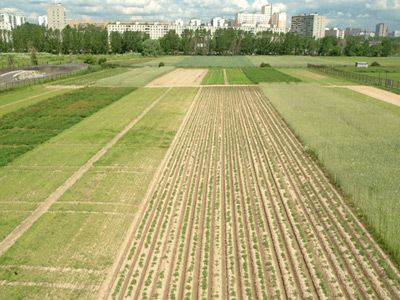 Поля МСХА им. Тимирязева